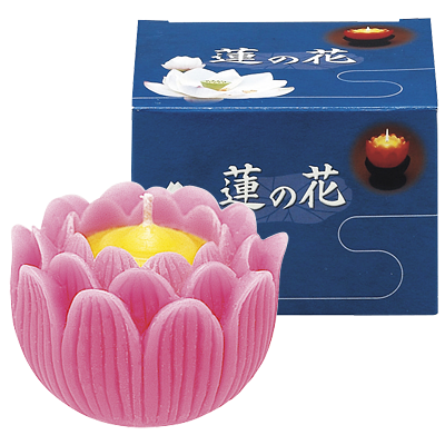 蓮の花 大 ピンク 箱入